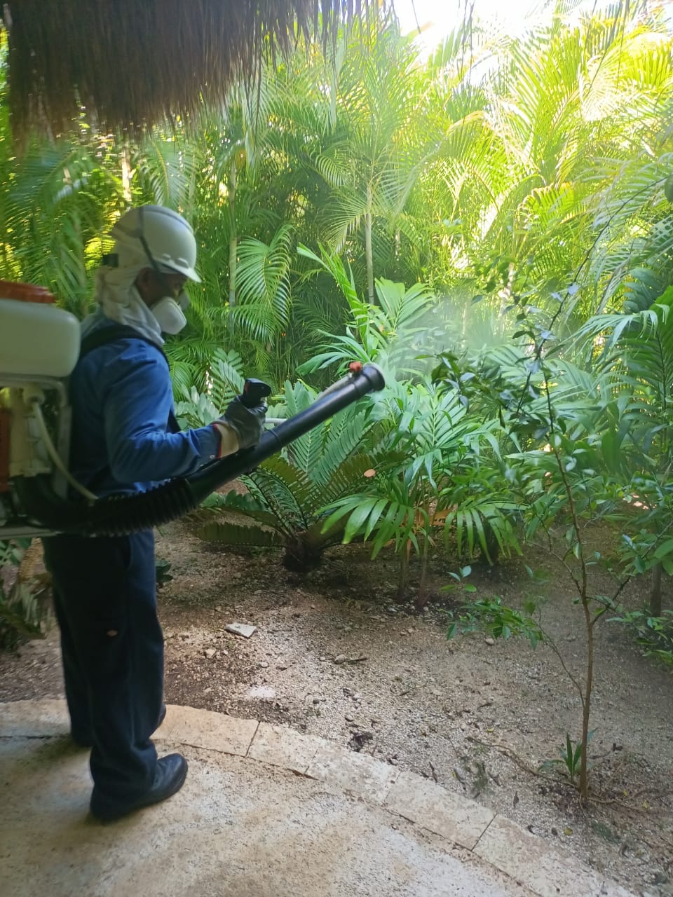 Imagen de Prevención de Mosquitos