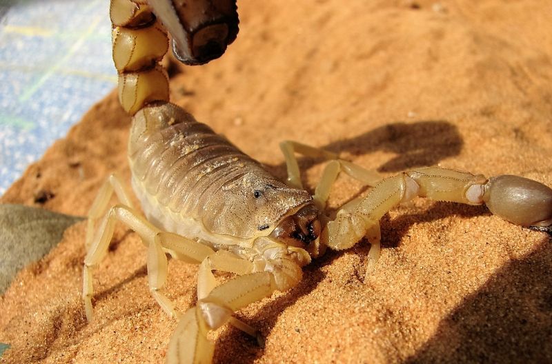 Icono Alacranes