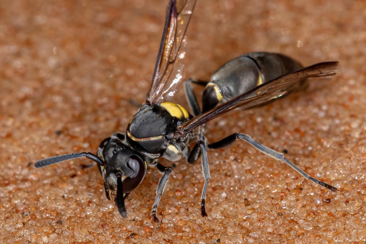 Icono Avispas