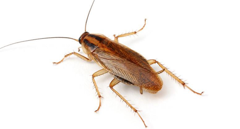 Imagen de Cucaracha Alemana