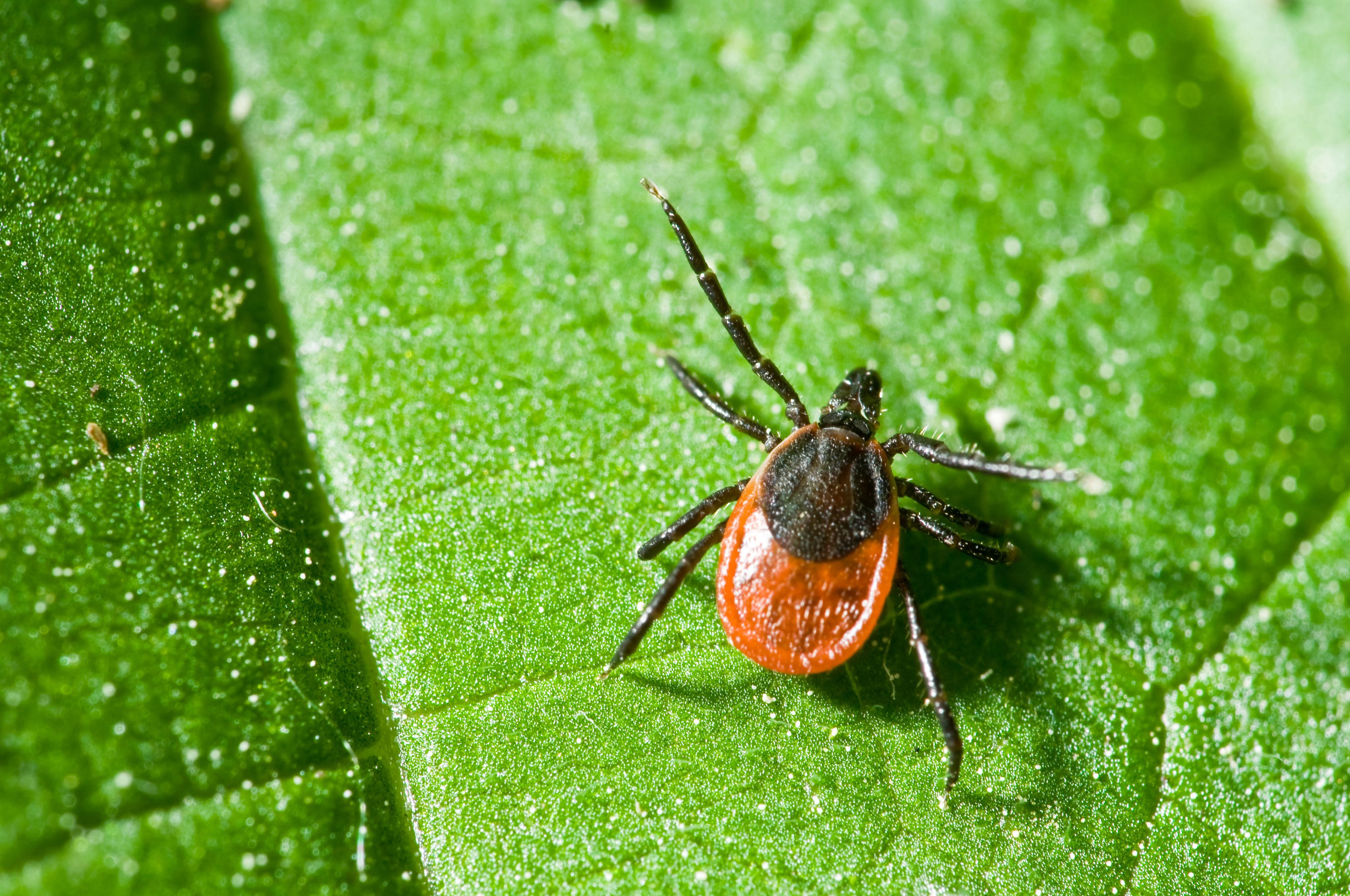 Icono Garrapatas