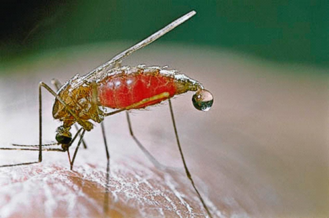 Icono Mosquitos