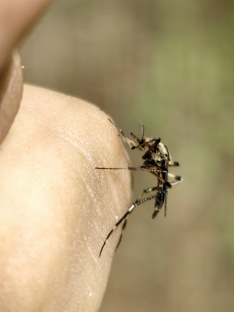 Fondo de la sección de Mosquitos