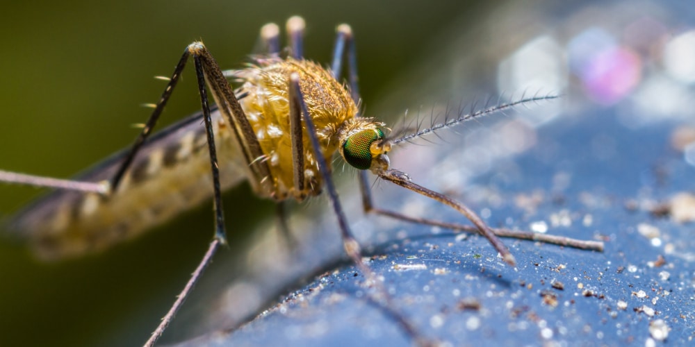 Control de Mosquitos