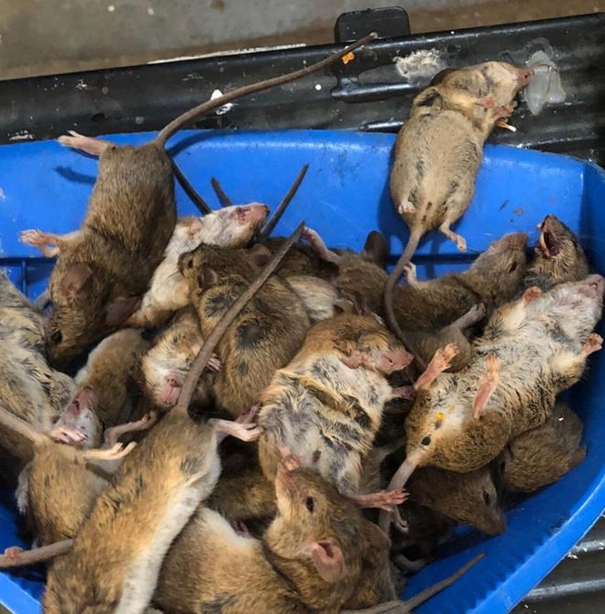 Imagen de señales de infestación de roedores