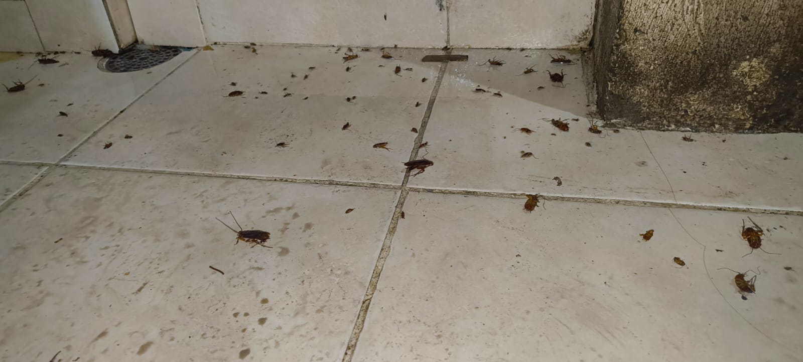 Cucaracha Imagen 1